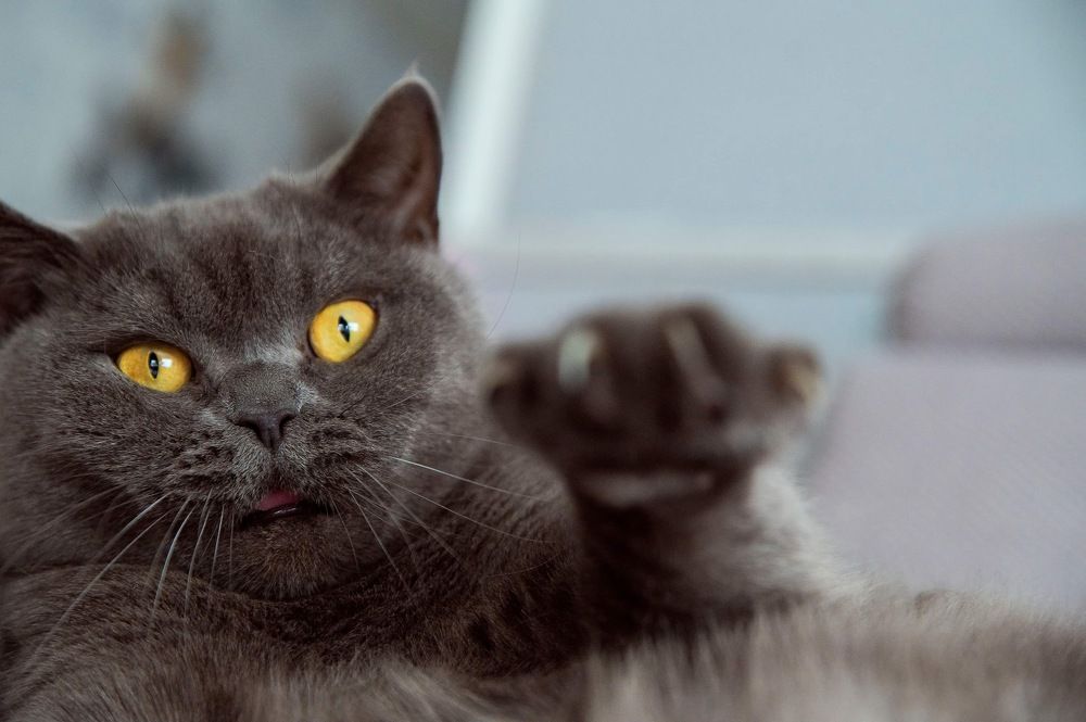 Photograph by Алёна Чаусова