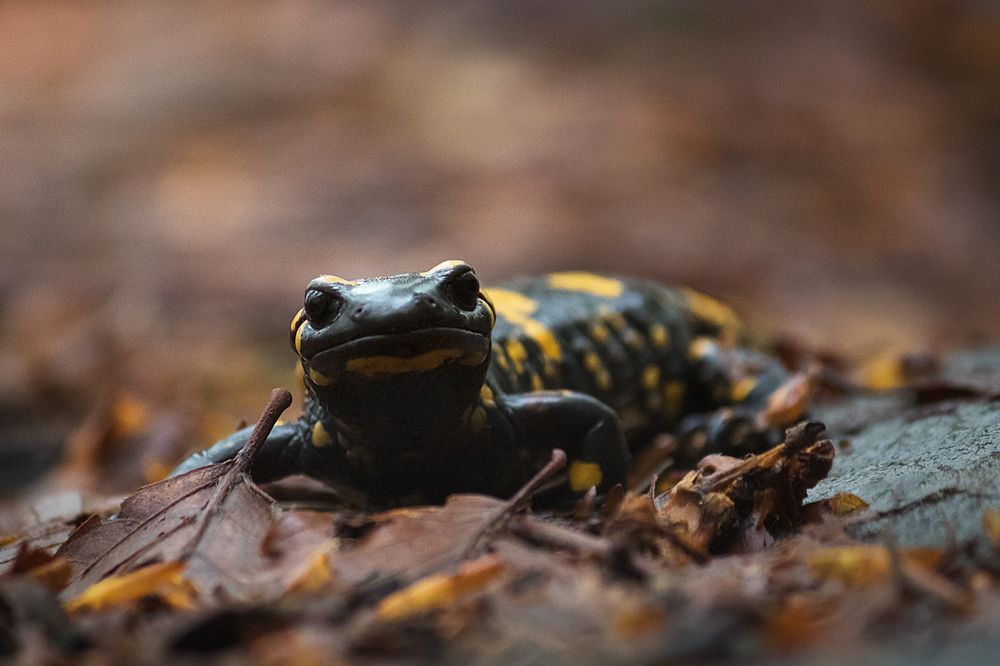 Photograph by Vania Tonova