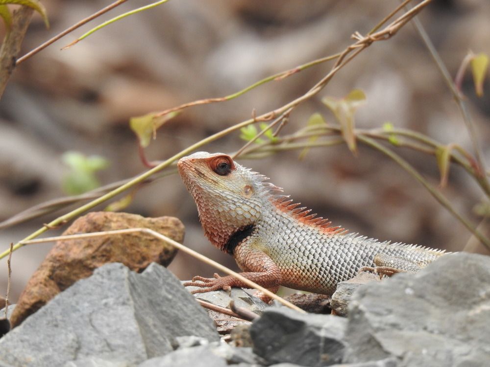 Photograph by Amlan Ghosh