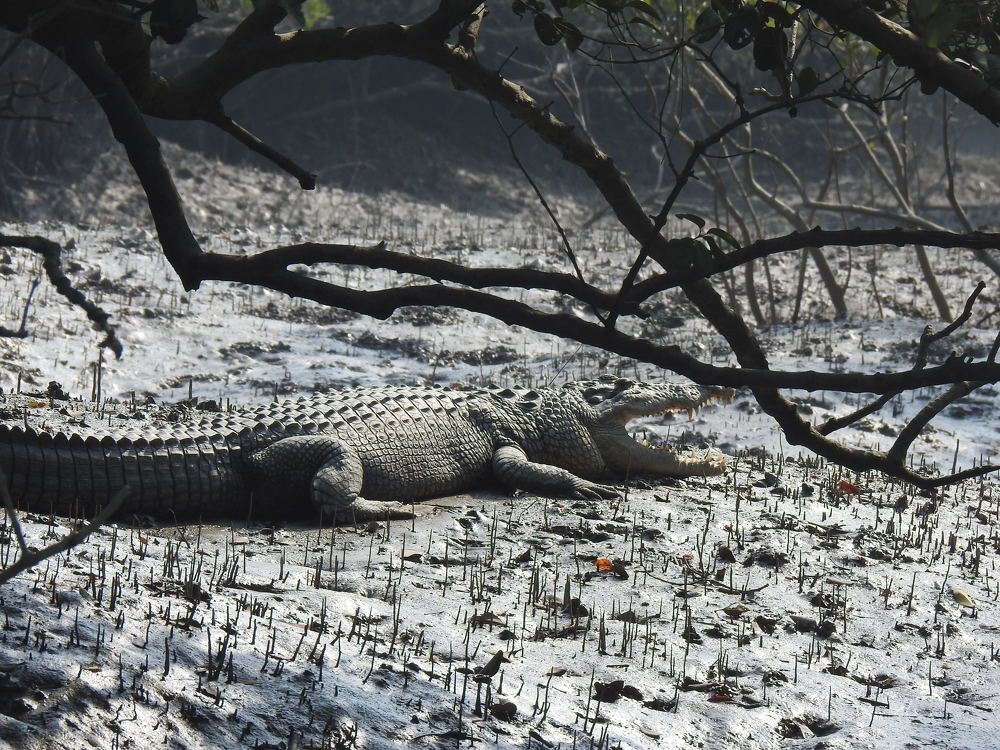 Sunbathing