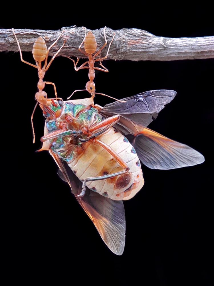 Photograph by TAPAS GHOSH