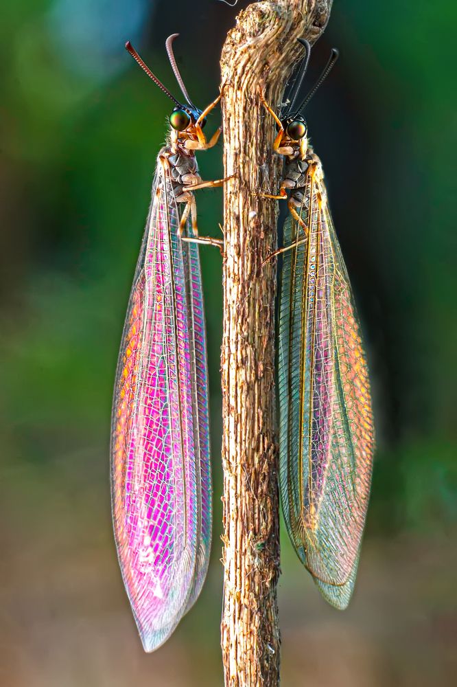 Фотография автора NeCoTi ChonTin