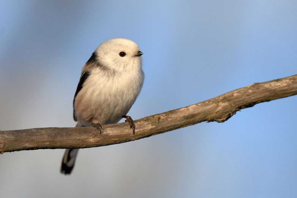 Фотография автора Антон Михайлов