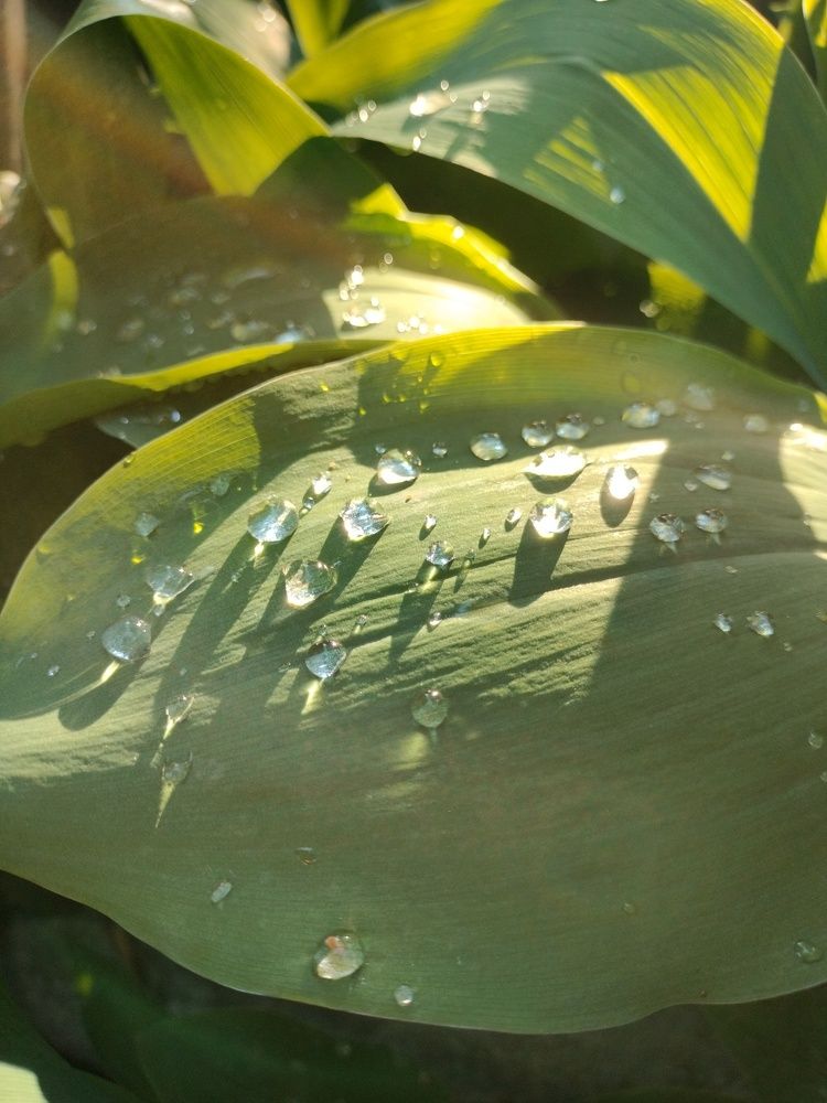 Photograph by Марина Евграфова