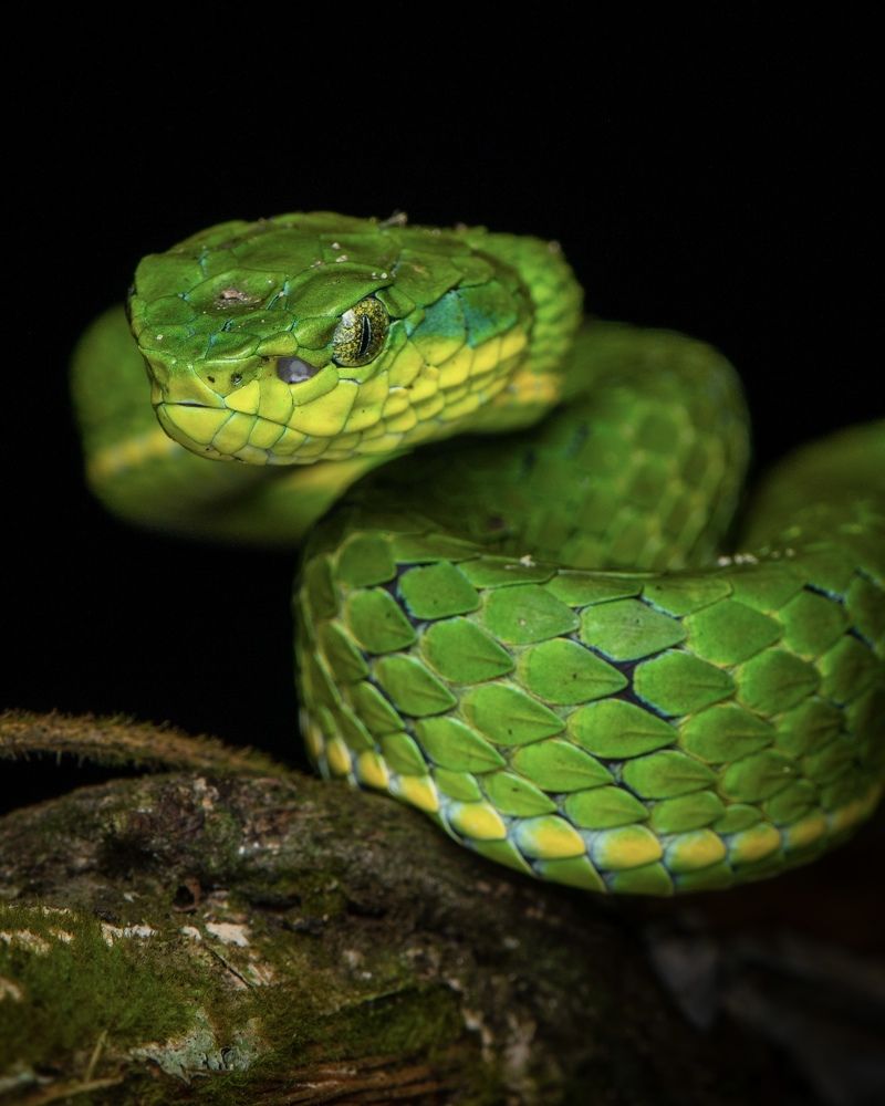 Photograph by SOORAJ NALLOORE