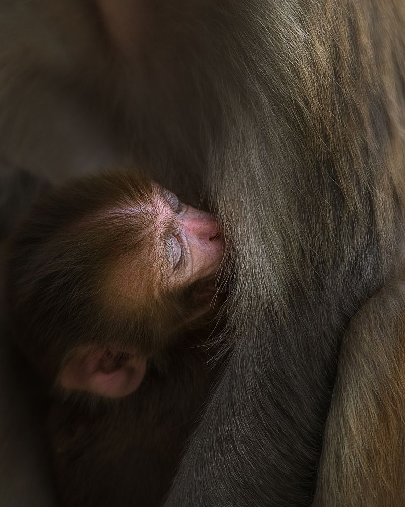 Photograph by Guha Jayanta