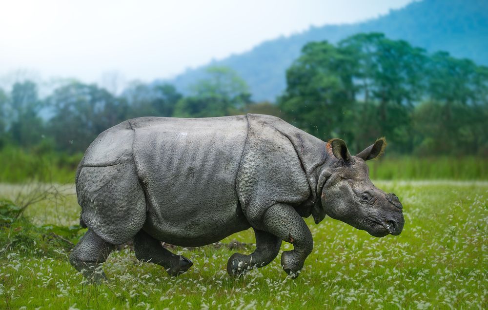 Photograph by Guha Jayanta