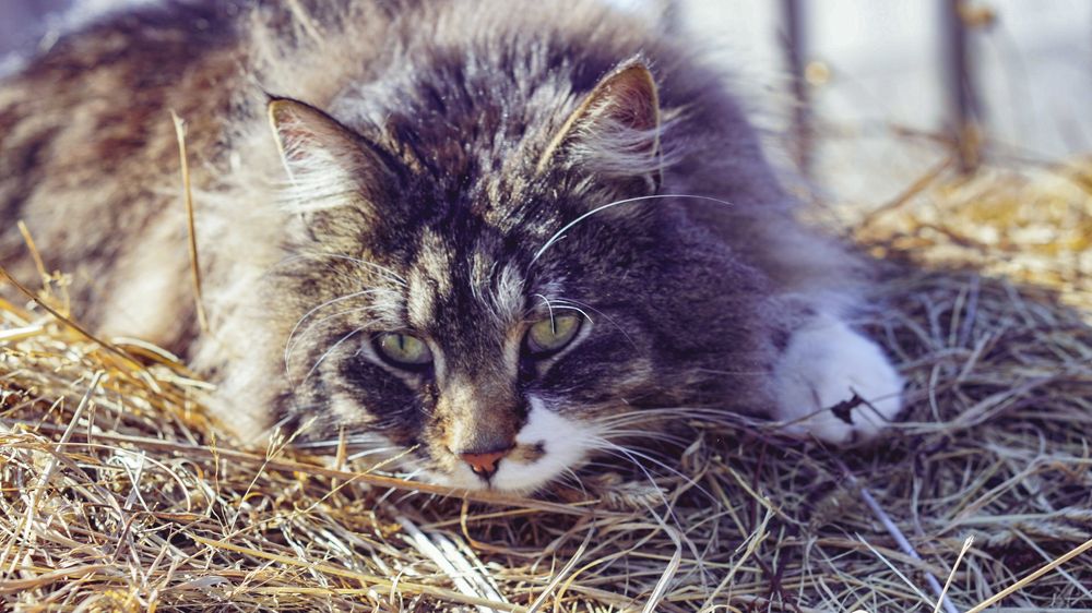 Photograph by Нестерова Карина