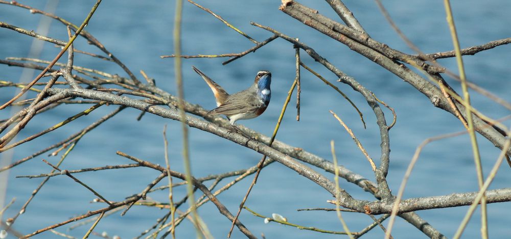 Bluethroat on a willow branch near the river