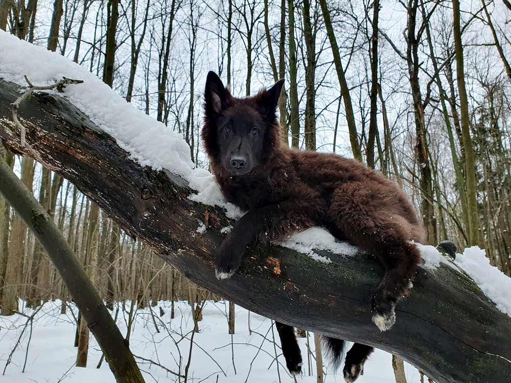 Почти котик!