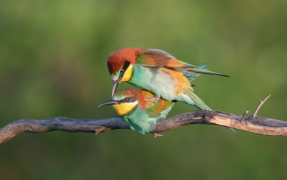 Photograph by Плеханов Александр