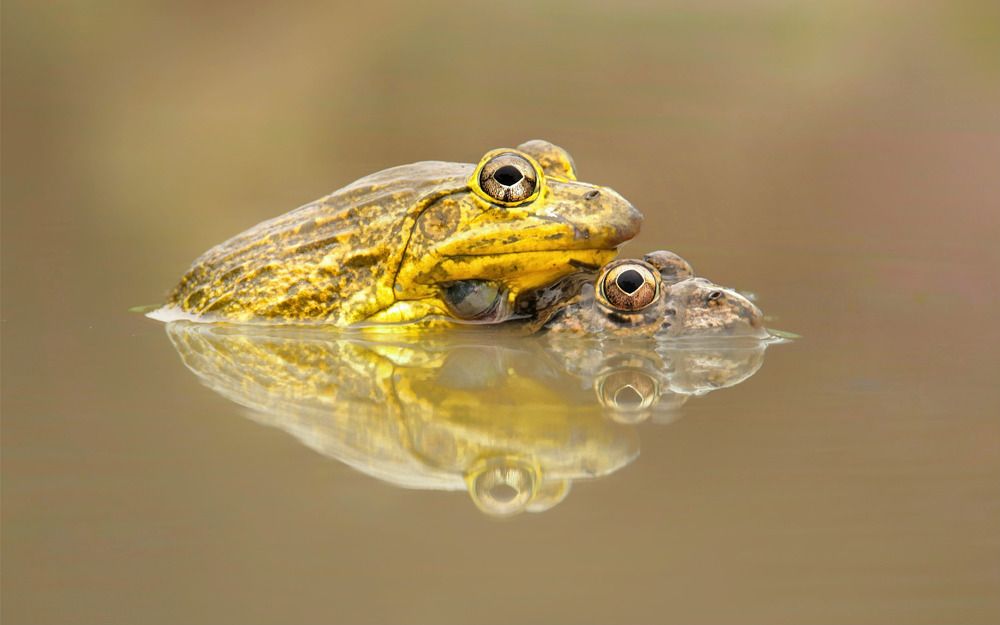 Photograph by Debtanu Baidya