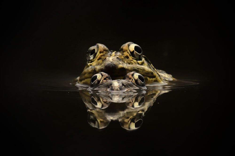 Photograph by Debtanu Baidya