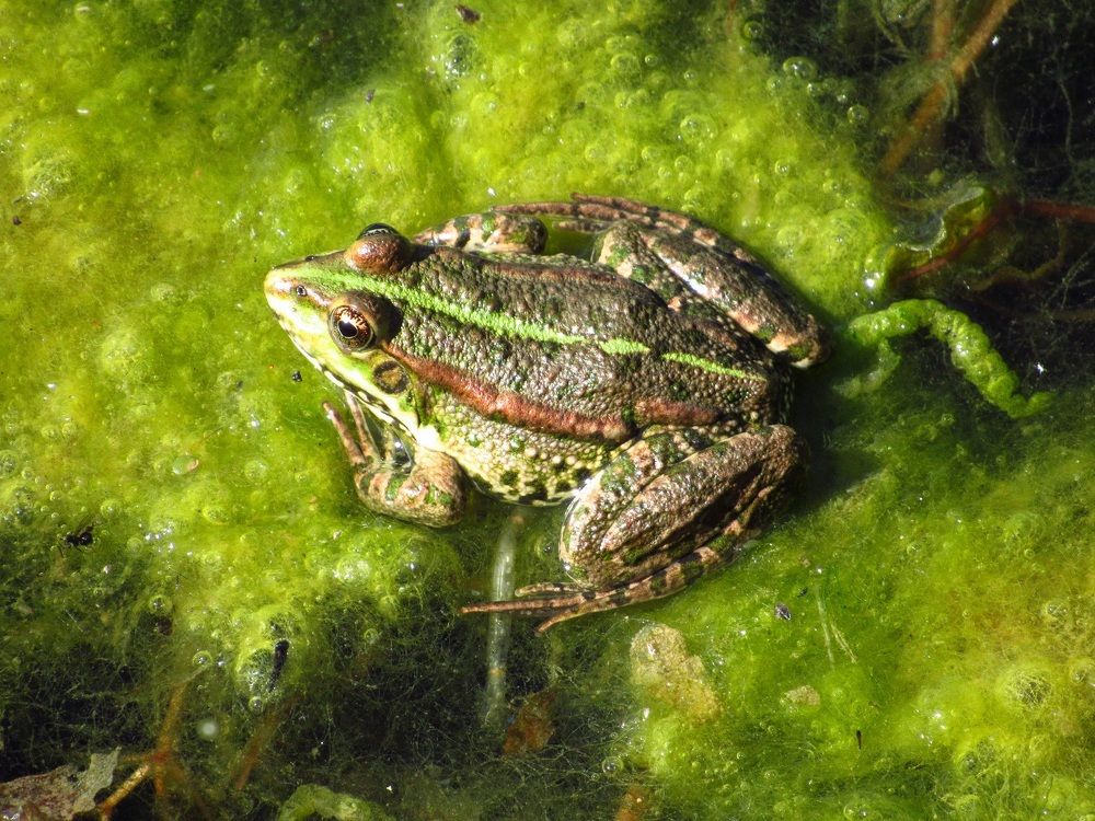 Photograph by Денис Веску