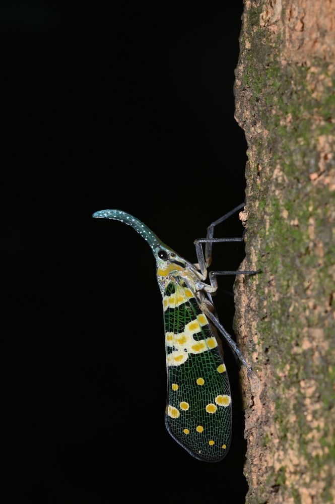 Fulgoridae
