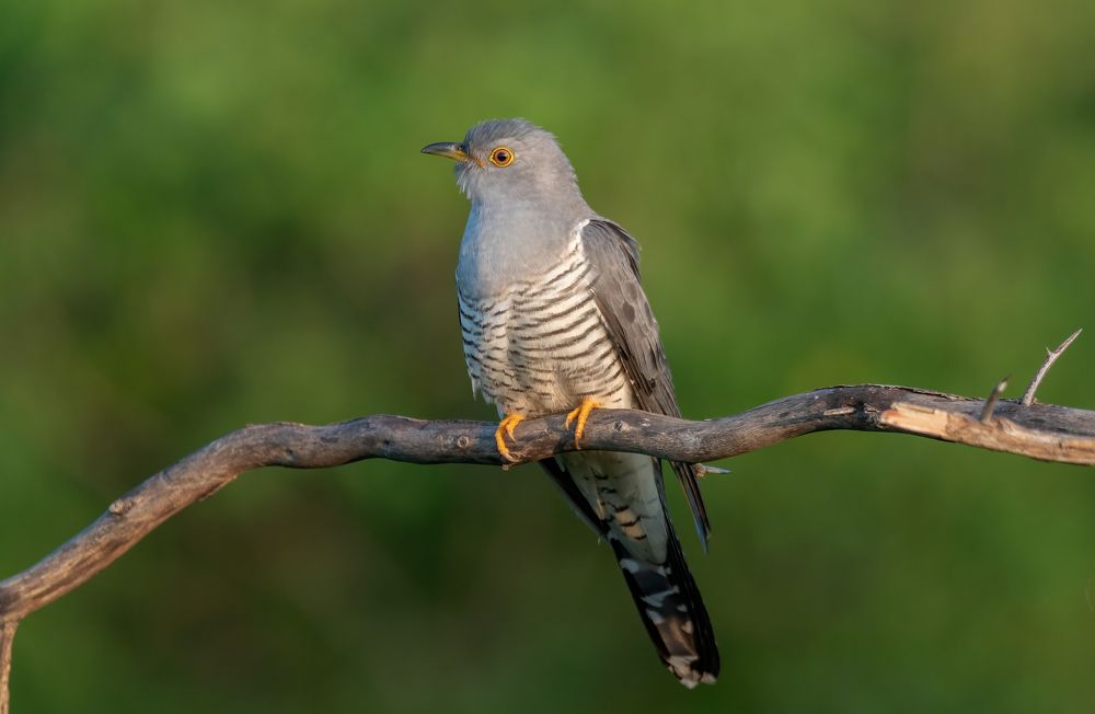 Photograph by Плеханов Александр