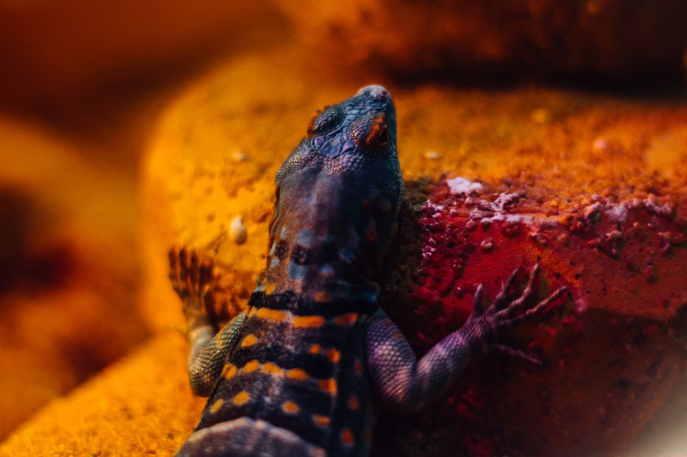 Photograph by hobbit