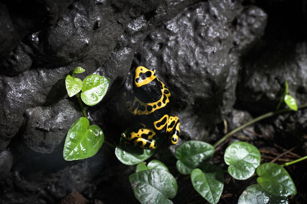 Photograph by hobbit