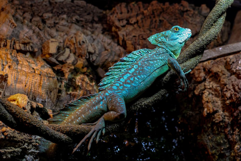 Photograph by hobbit