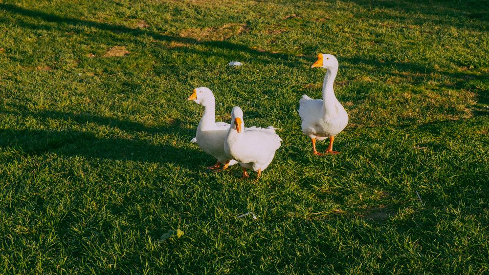 Photograph by Ayaz Hajiev