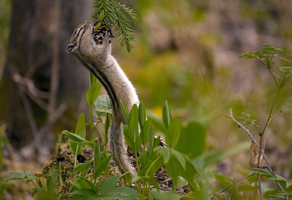 Бурундук и прошлогодняя шишка.
