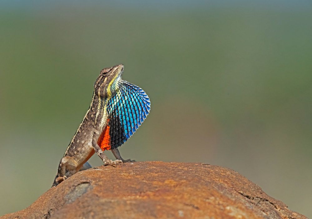 Photograph by Yogesh Deshpande