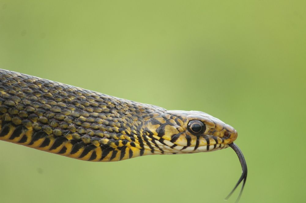 Photograph by Sharad vadoliya