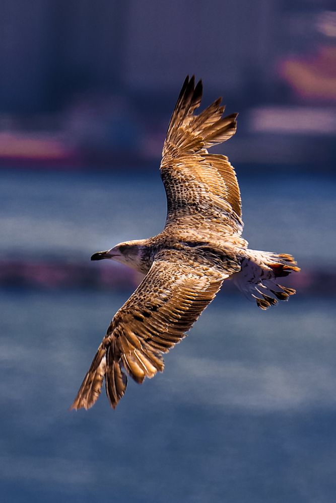 Photograph by Chic.chiquitita