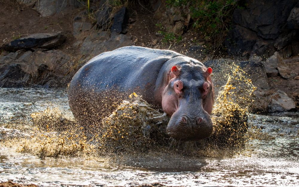 Photograph by Гудков Андрей