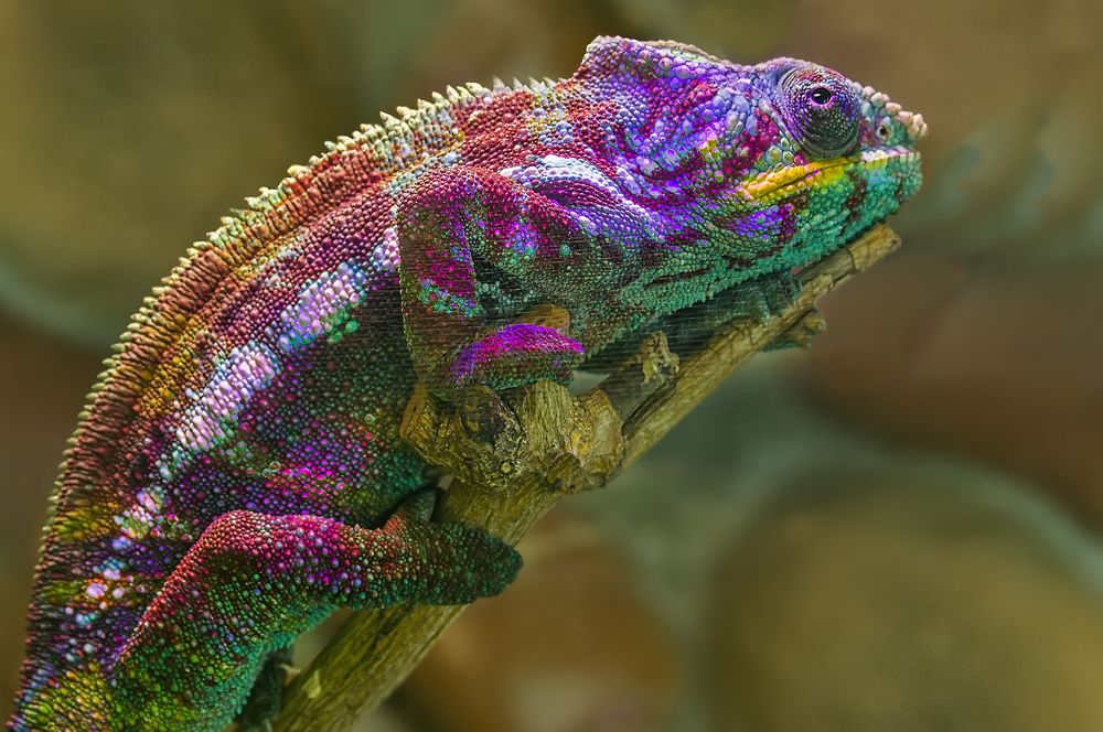 Photograph by Клясюк Галина