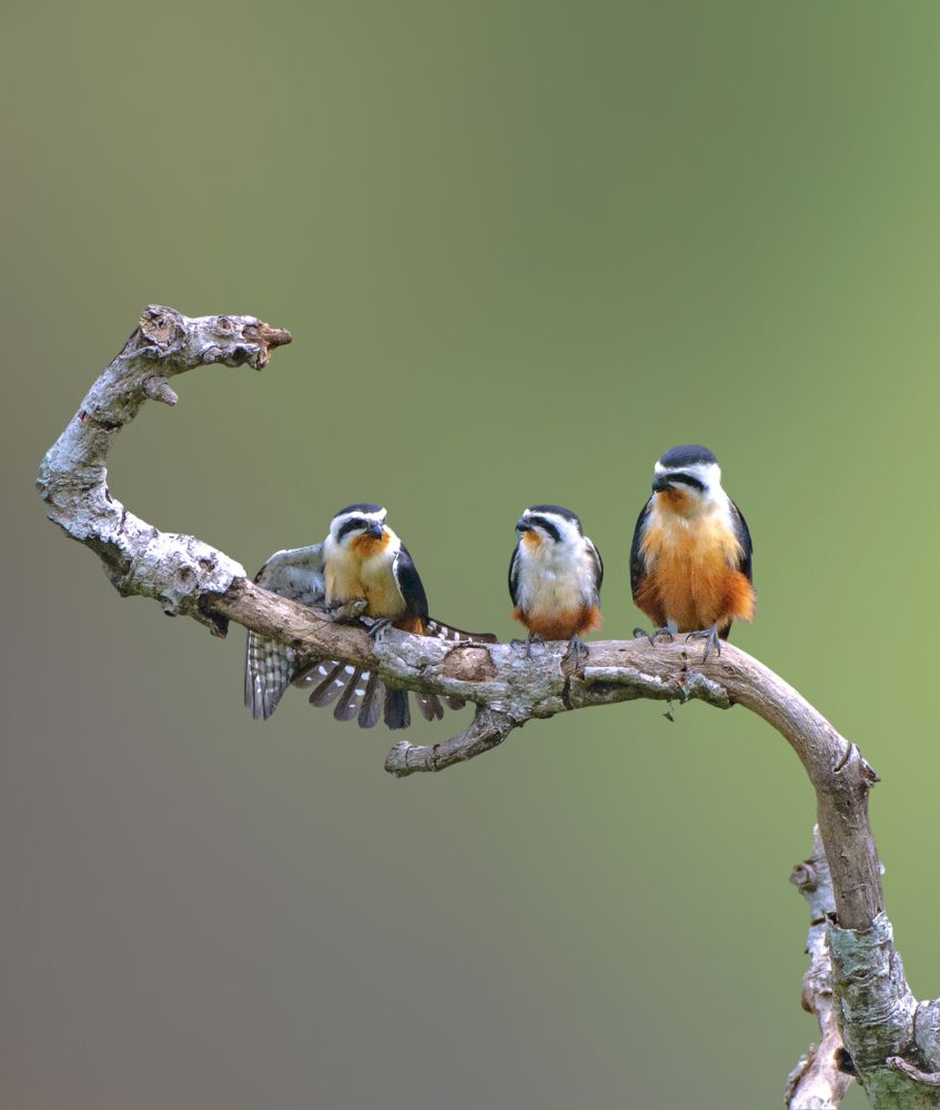 Photograph by Soumendu Das