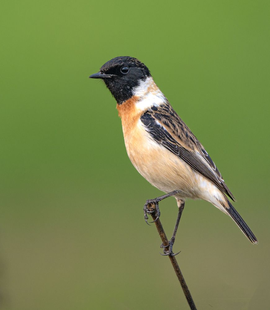 Photograph by Soumendu Das