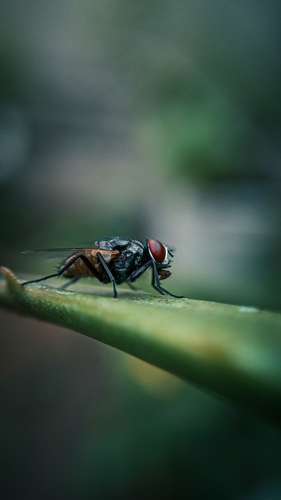 Photograph by Mathavarajah Nithurshan