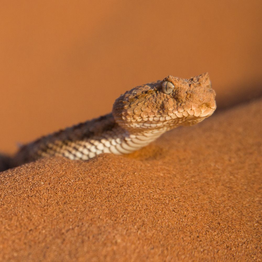 Фотография автора Abdou Bekhedda