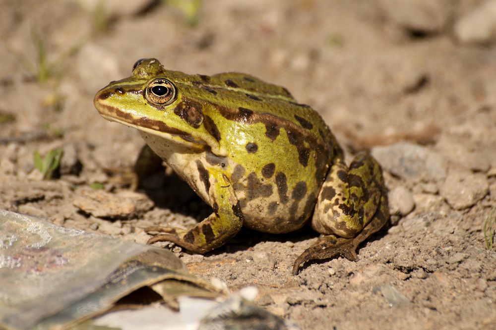 Photograph by Шруб (Беляева) Татьяна