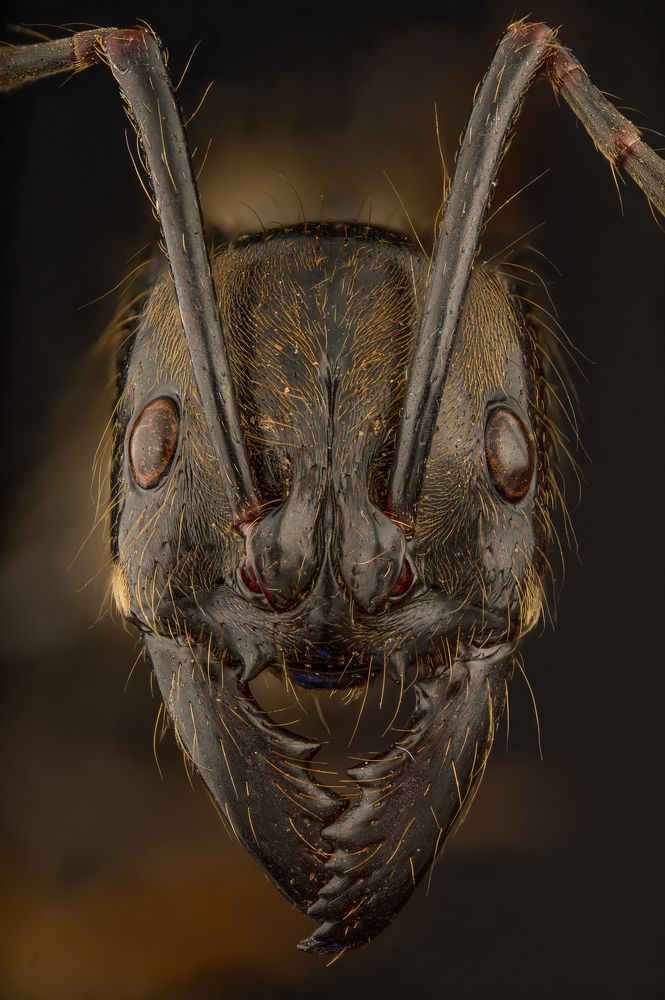 Photograph by Benny Vandenbrande