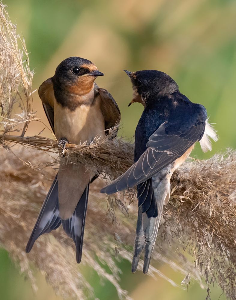 Photograph by Guy Wilson