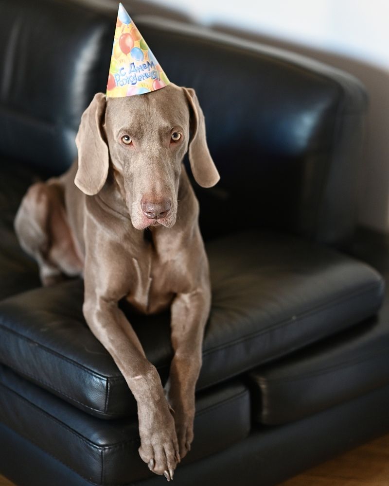 День рождения - грустный праздник!Веймарайнеру Кеше 3 года.