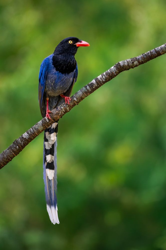 Taiwan Blue Magpie