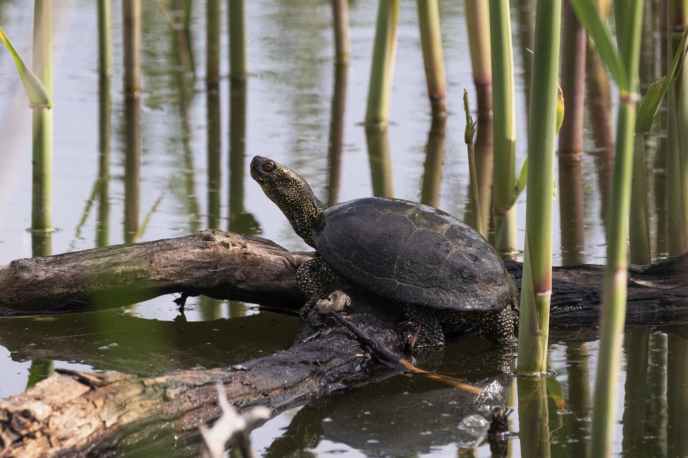 Photograph by Василий Дудин