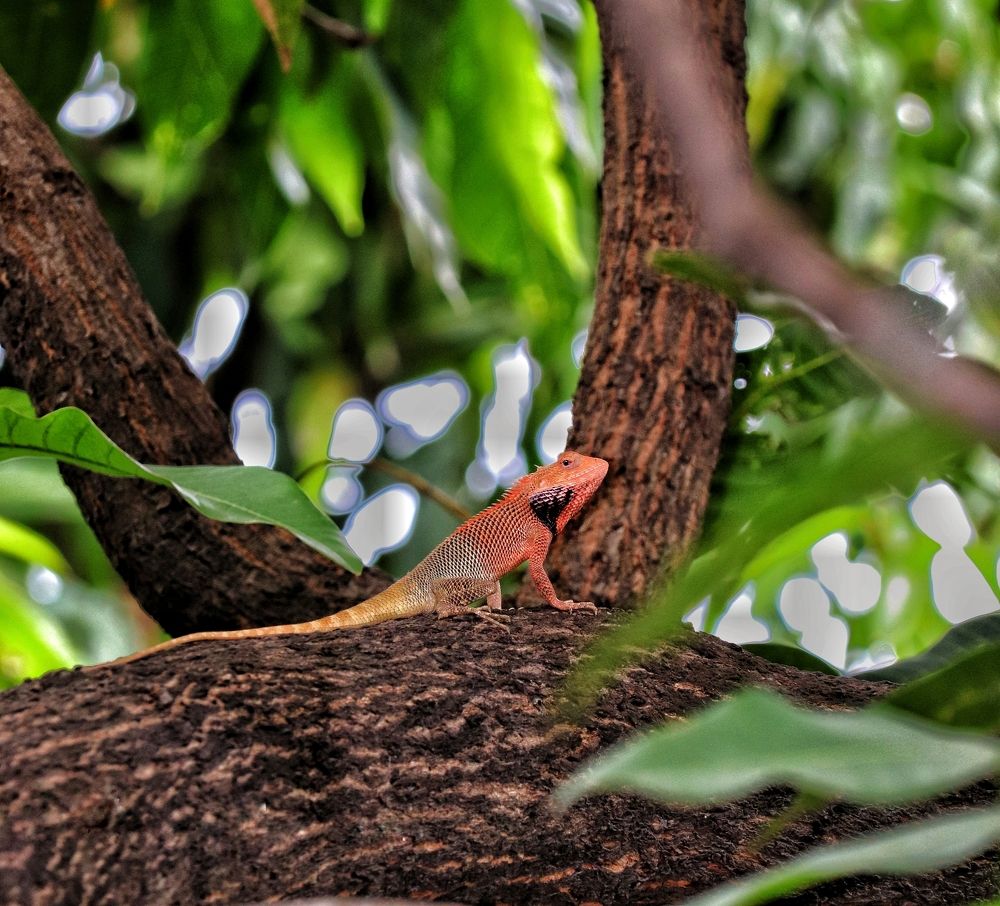 Photograph by SHUBHAM MEHTA