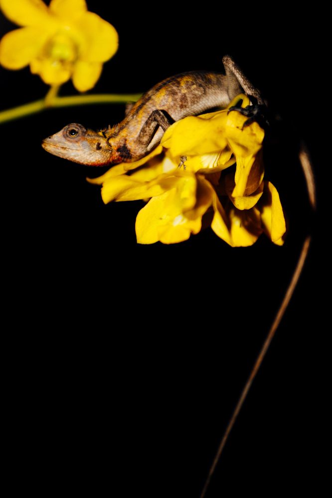 Фотография автора Evgeny Gorbunov