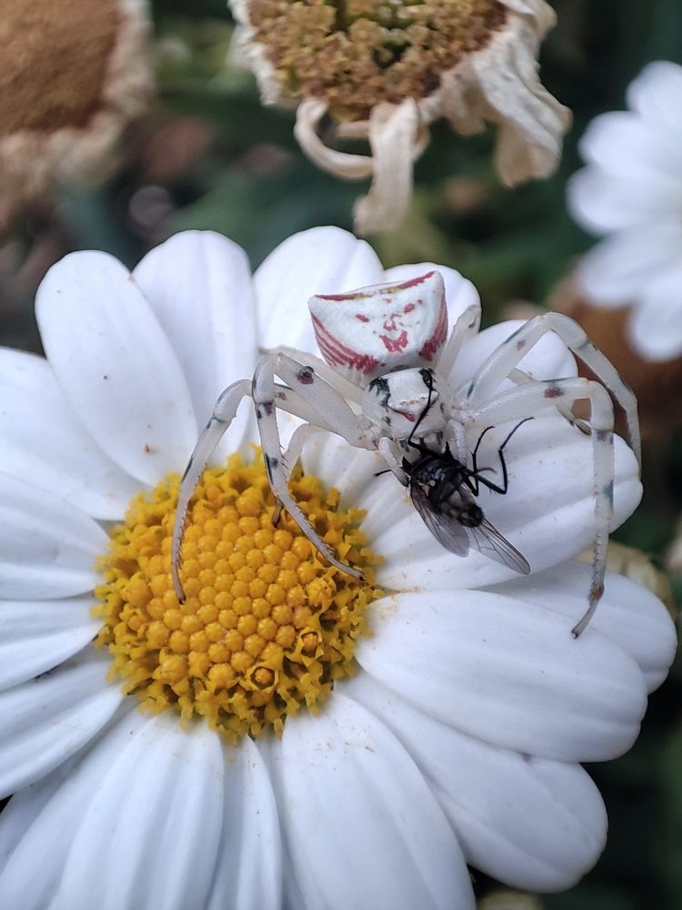 Human face spider
