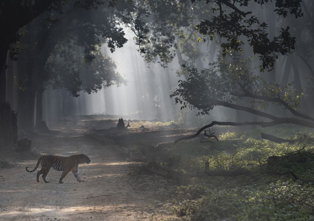 Photograph by Rahul j