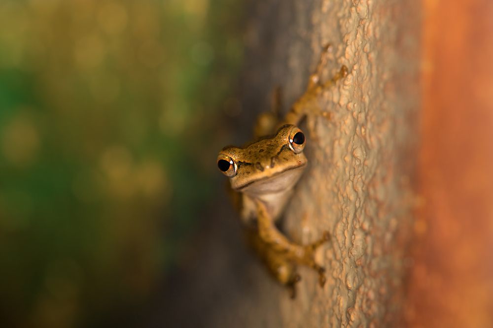 Photograph by Rahul j