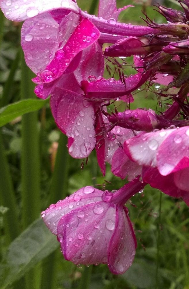 Фотография автора Eli Arzimanova