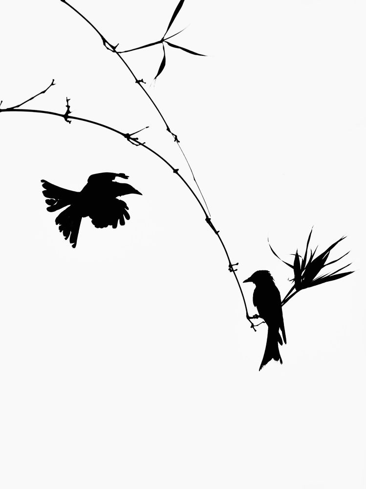 Фотография автора BIPLAB MISRA