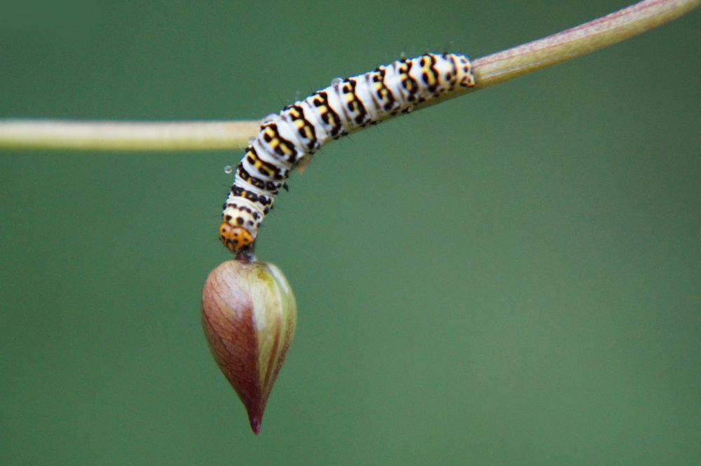 Фотография автора Ali VARİLCİ