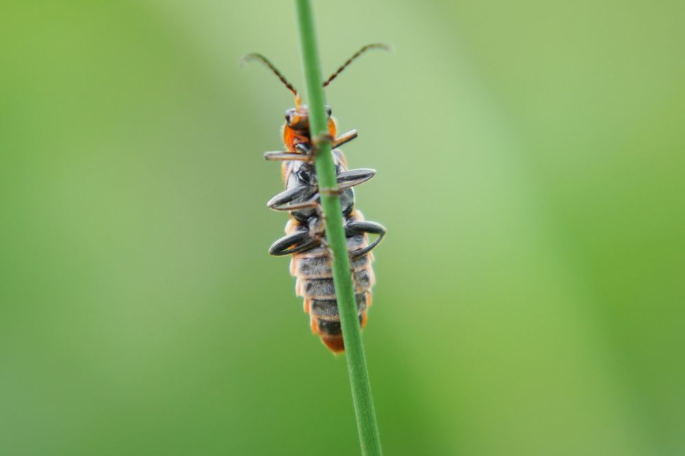 Фотография автора Ali VARILCI