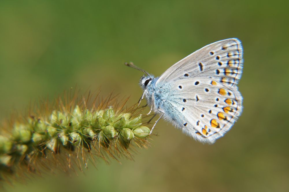 Фотография автора Ali VARİLCİ